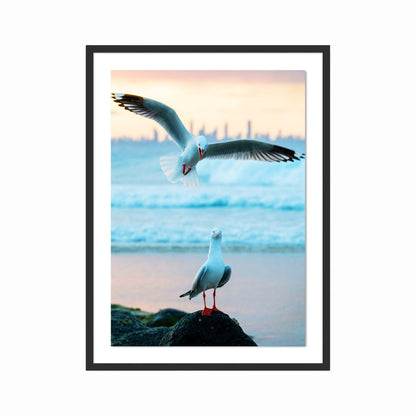 A Seagulls Photobomb Print