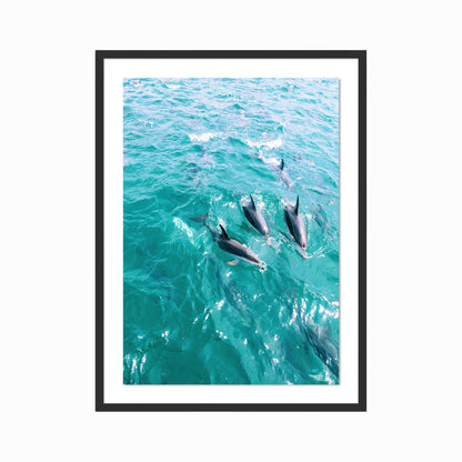 Dusky Dolphins Print